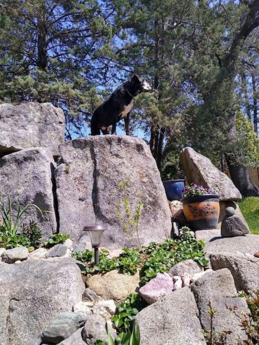 Sleeping Wolf Guest House Оукхърст Екстериор снимка